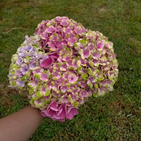Hortensias "Petite"