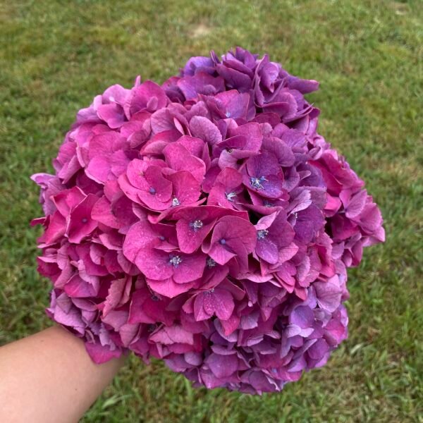 Hortensias "Bombón"