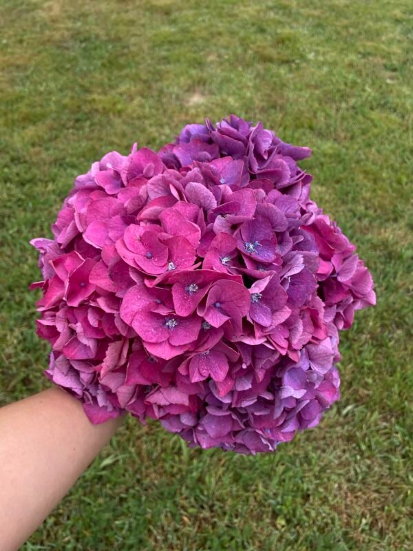 Hortensias "Bombón"