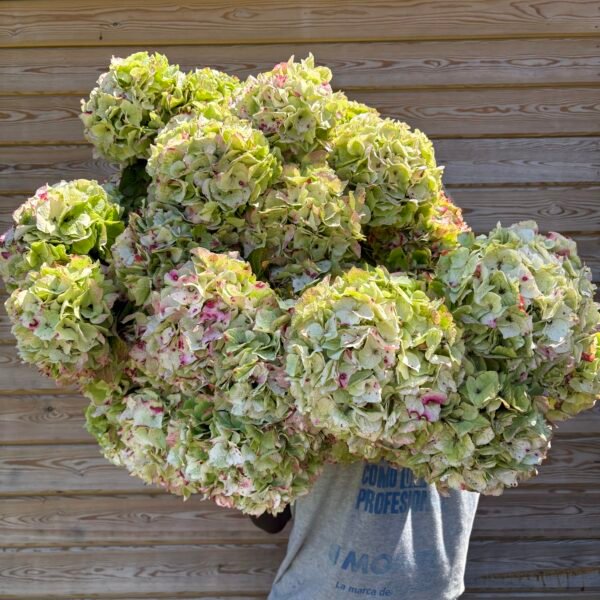 Hortensias Kiwi por unidad