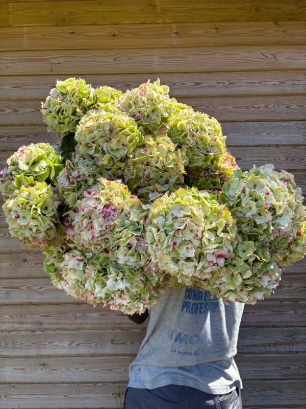 Hortensias Kiwi por unidad
