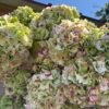 Hortensias Kiwi por unidad
