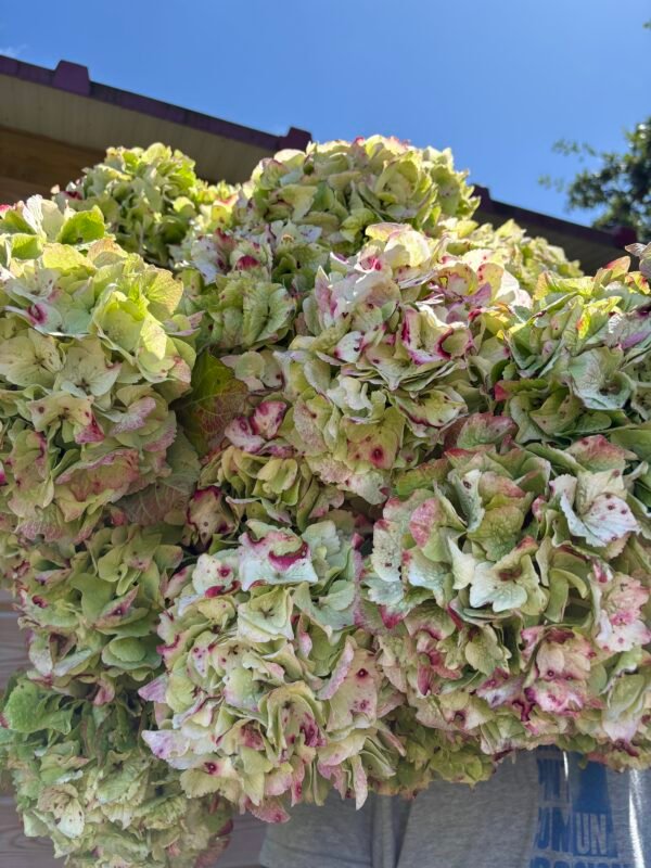 Hortensias Kiwi por unidad