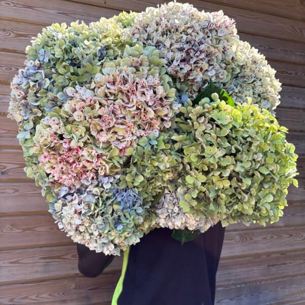 Hortensias “Jardín” por unidad