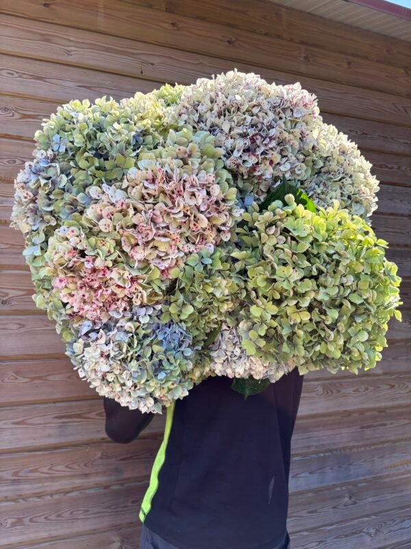 Hortensias “Jardín” por unidad