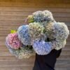 Hortensias “Jardín” por unidad