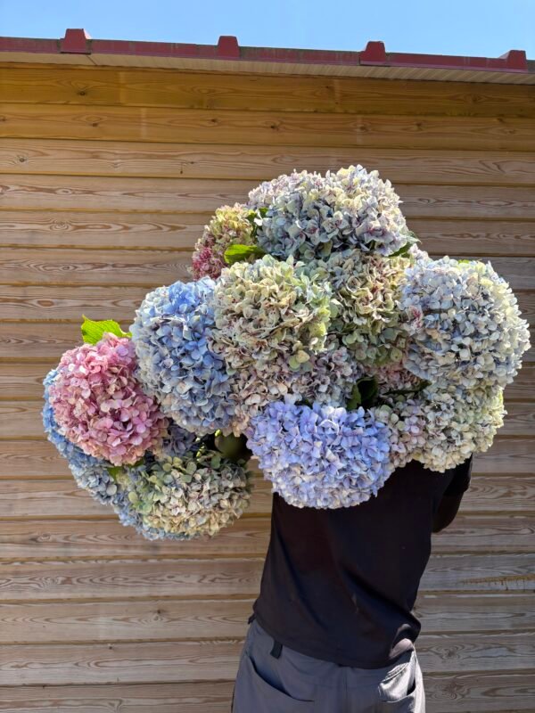 Hortensias “Jardín” por unidad