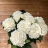 IMG_4664 Hortensias “nieve” XL