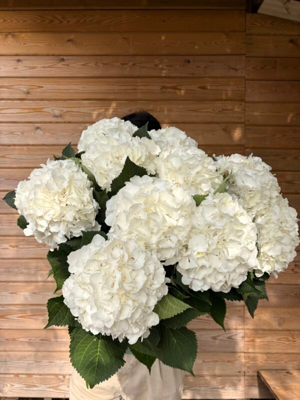 IMG_4664 Hortensias “nieve” XL