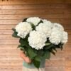 IMG_4669 Hortensias “nieve” XL