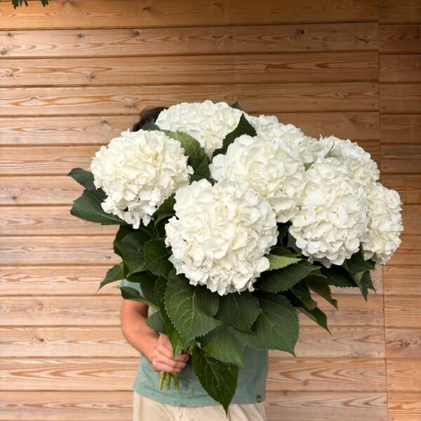 Hortensias “nieve” XL