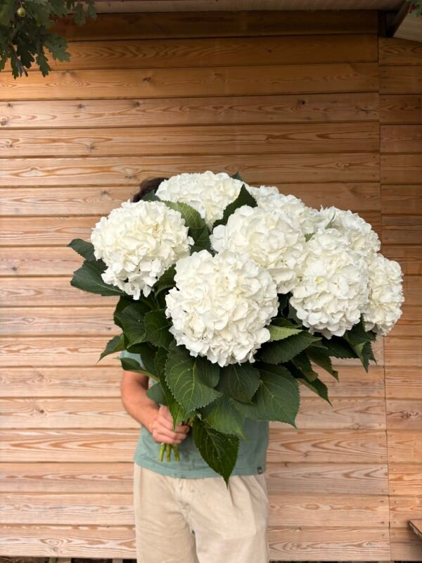 IMG_4669 Hortensias “nieve” XL