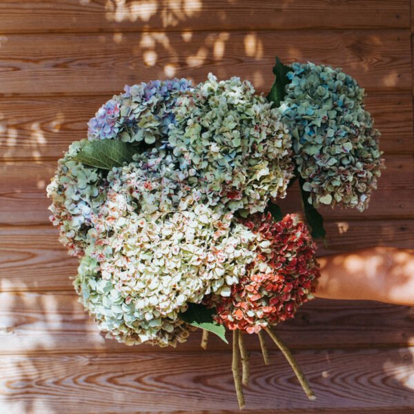 Hortensias “Jardín” por unidad XXL