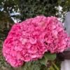 Hortensias "Fucsia"