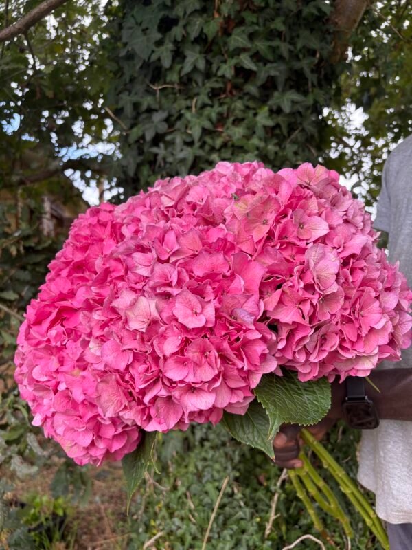Hortensias "Fucsia"
