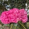 Hortensias "Fucsia"