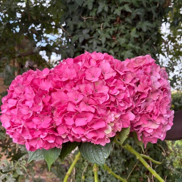 Hortensias "Fucsia"