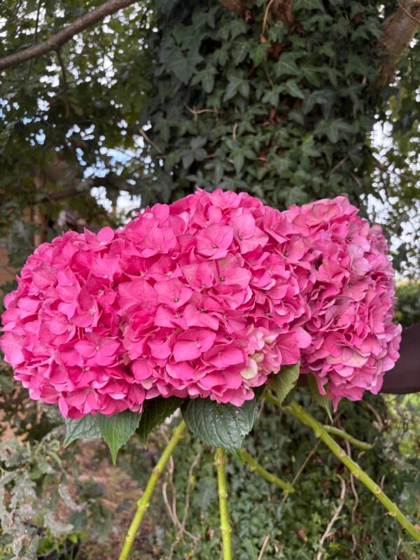 Hortensias "Fucsia"
