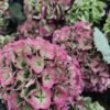 Hortensias “Corazón” (de las que secan)