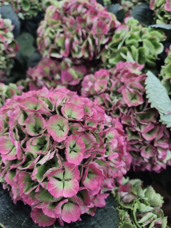 Hortensias “Corazón” (de las que secan)