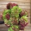 Hortensias “Corazón” (de las que secan)