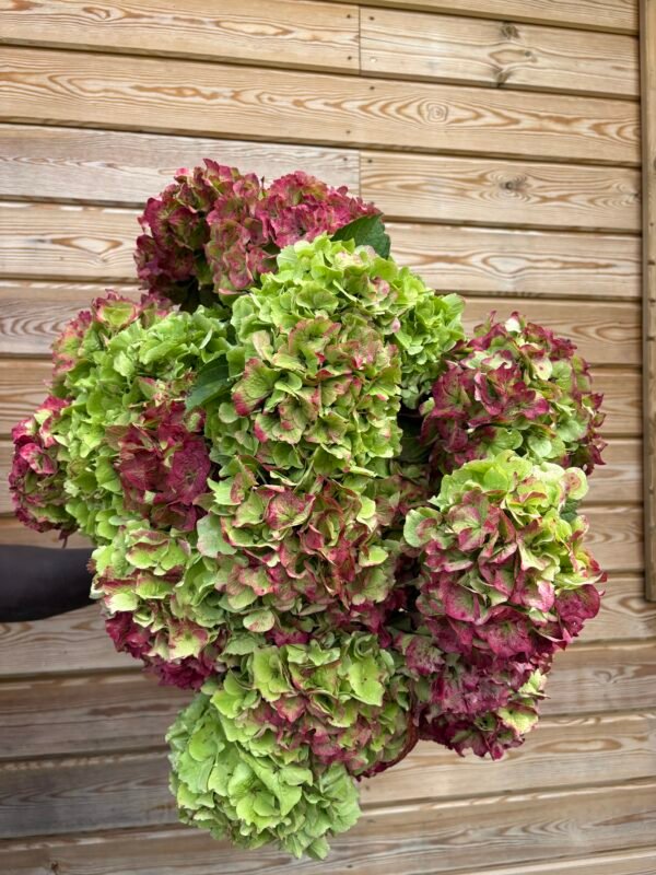 Hortensias “Corazón” (de las que secan)