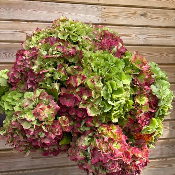 Hortensias “Corazón” (de las que secan)