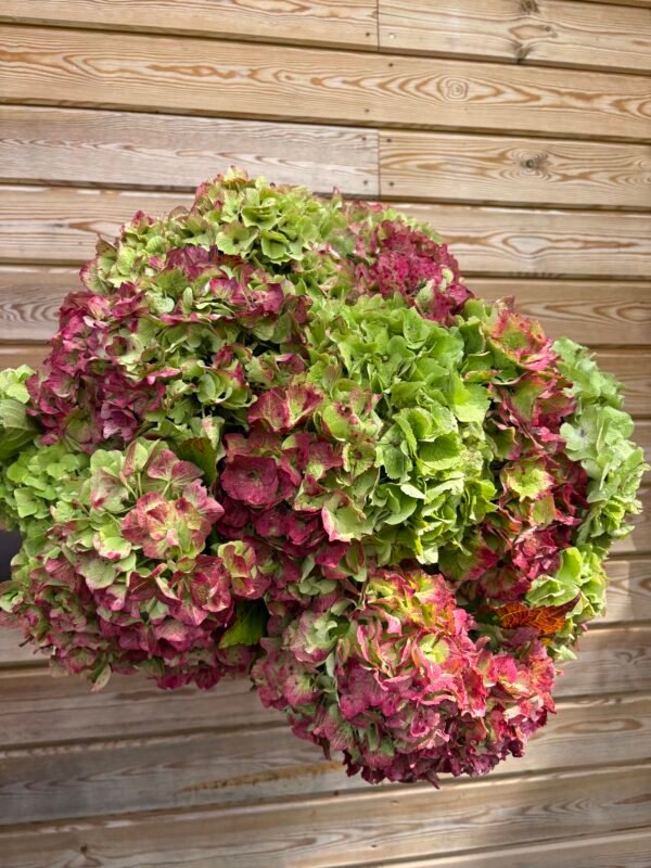 Hortensias “Corazón” (de las que secan)