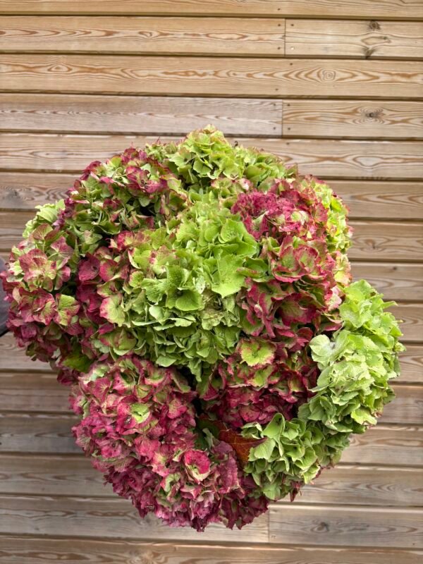 Hortensias “Corazón” (de las que secan)