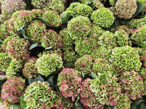 Hortensias “Corazón” (de las que secan)