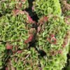 Hortensias “Corazón” (de las que secan)