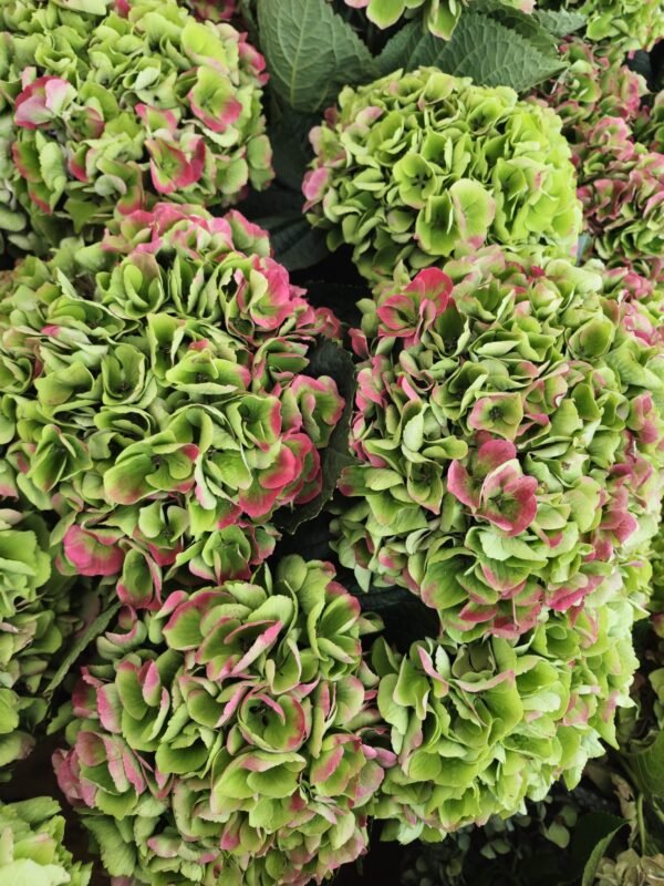 Hortensias “Corazón” (de las que secan)