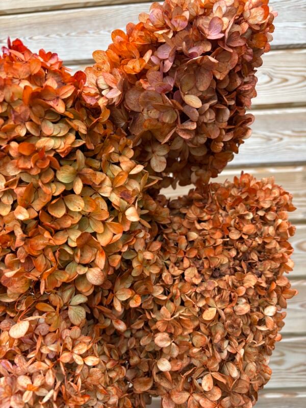 IMG_5887 Hortensias paniculata secas