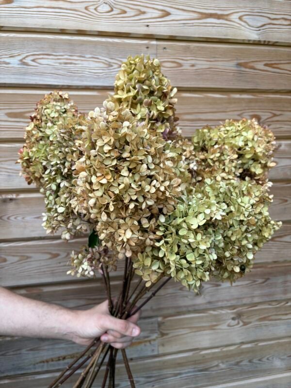 IMG_5890 Hortensias paniculata secas