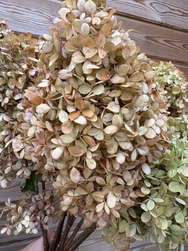 IMG_5891 Hortensias paniculata secas
