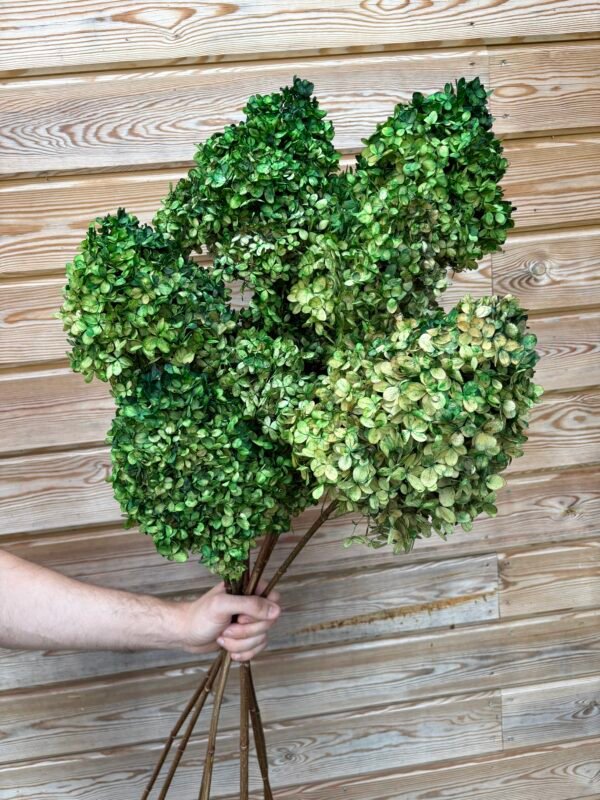 IMG_5893 Hortensias paniculata secas