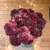 Hortensia otoñal granate intenso (para secar)