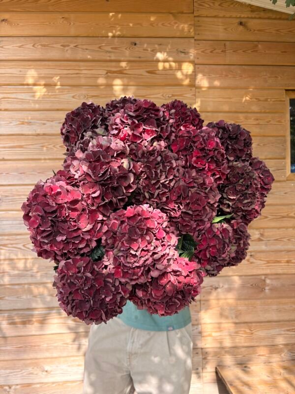 Hortensia otoñal granate intenso (para secar)