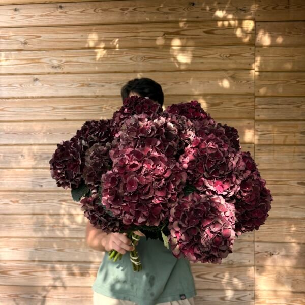 Hortensia otoñal granate intenso (para secar)