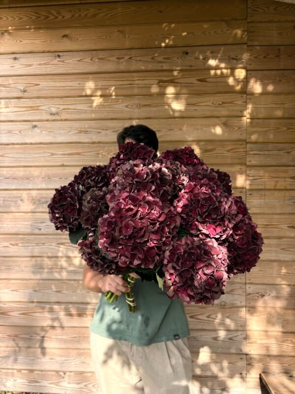 Hortensia otoñal granate intenso (para secar)