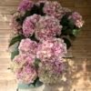 “Valentina” XL hortensia para secar
