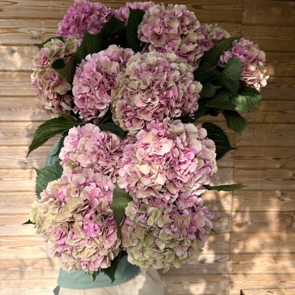 “Valentina” XL hortensia para secar