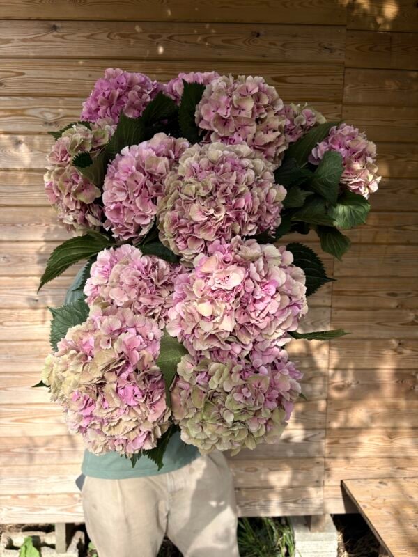 “Valentina” XL hortensia para secar