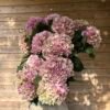 “Valentina” XL hortensia para secar