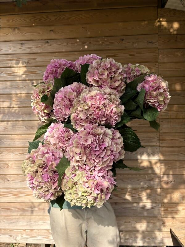 “Valentina” XL hortensia para secar