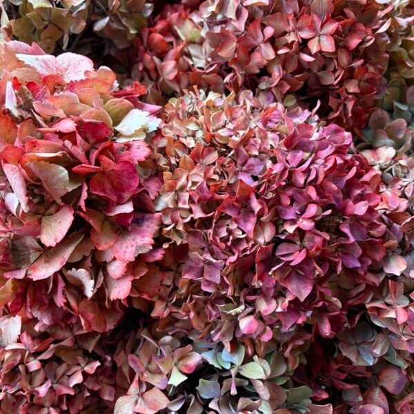 Hortensia preservada por unidad