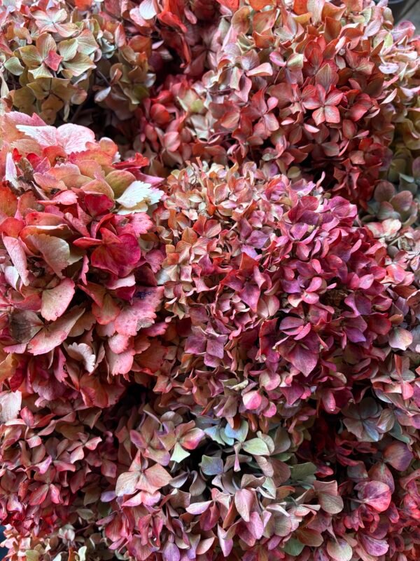 Hortensia preservada por unidad