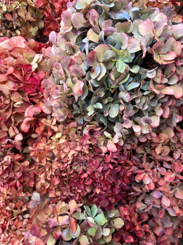 Hortensia preservada por unidad