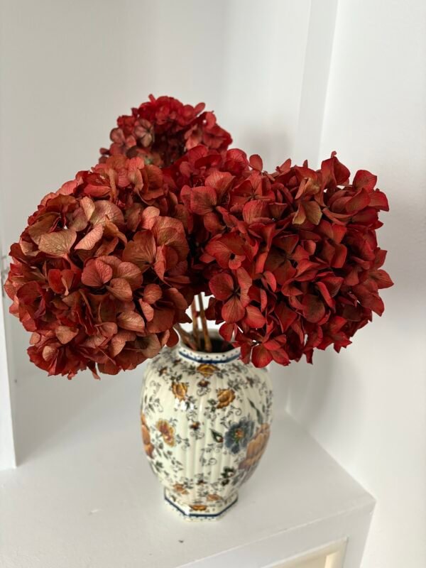 Hortensia preservada roja por unidad (preventa anticipada)