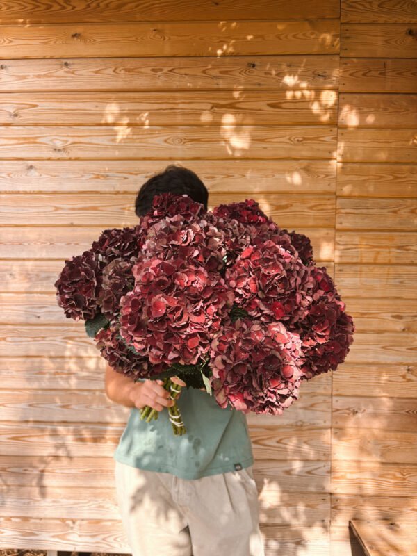 Edited in Tezza with: Mood Hortensia otoñal granate intenso (para secar)